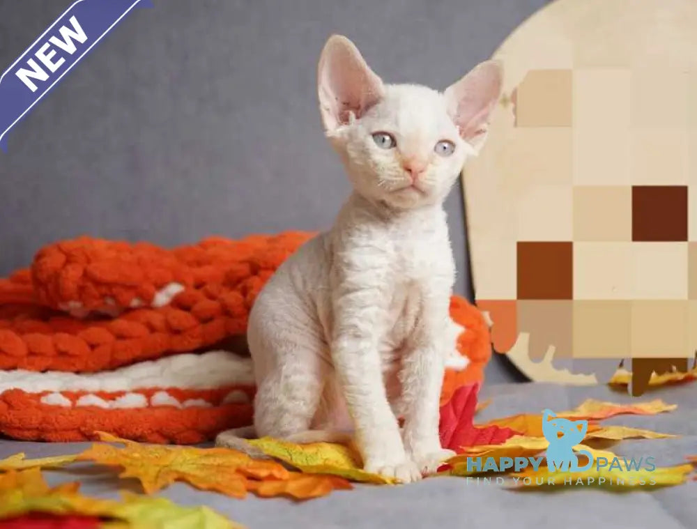 Hugo Devon Rex male red pointed live animals