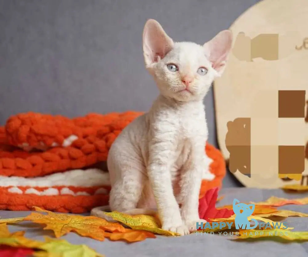 Hugo Devon Rex male red pointed live animals