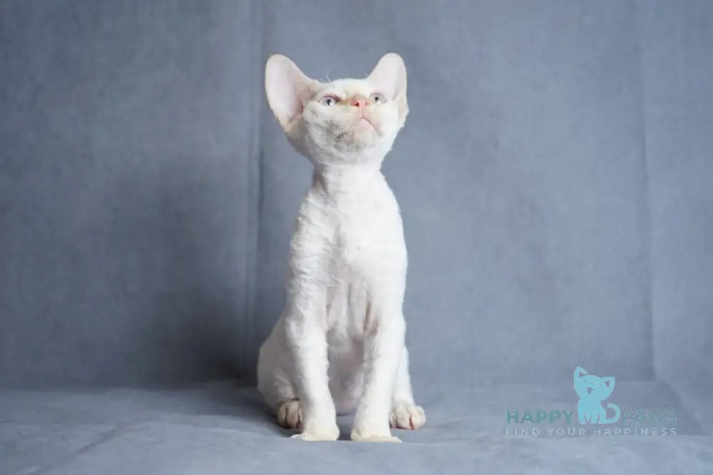 Hugo Devon Rex male red pointed live animals