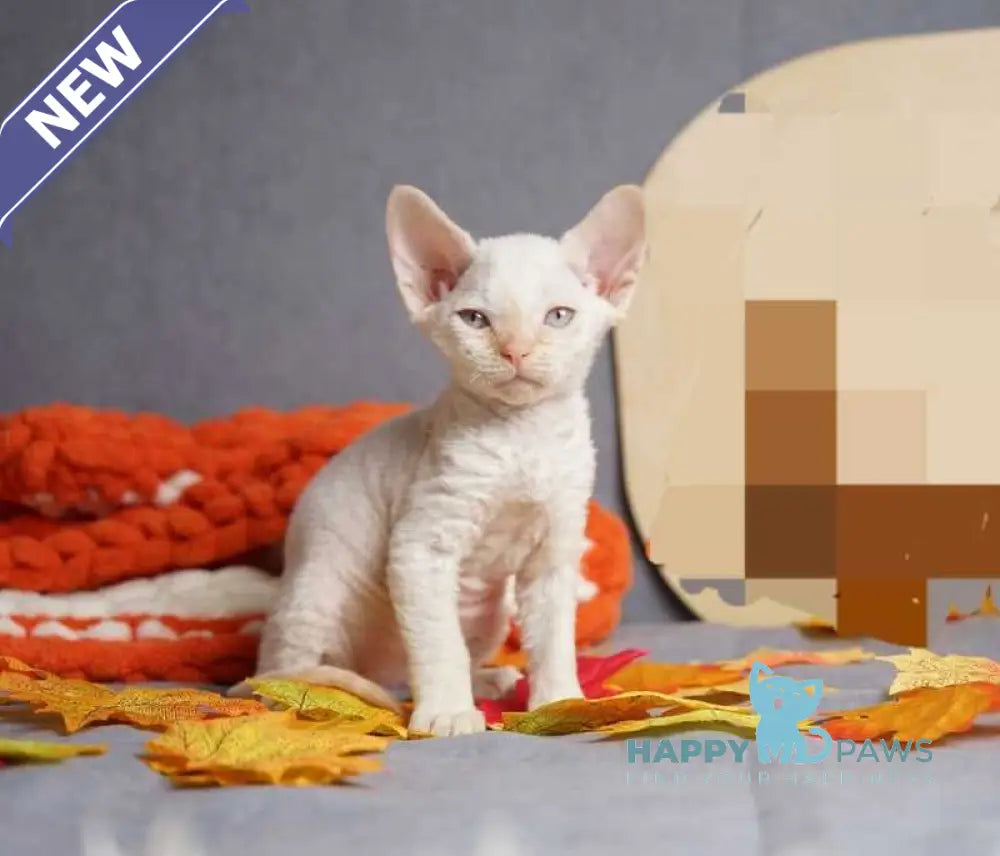 Hugo Devon Rex male red pointed live animals
