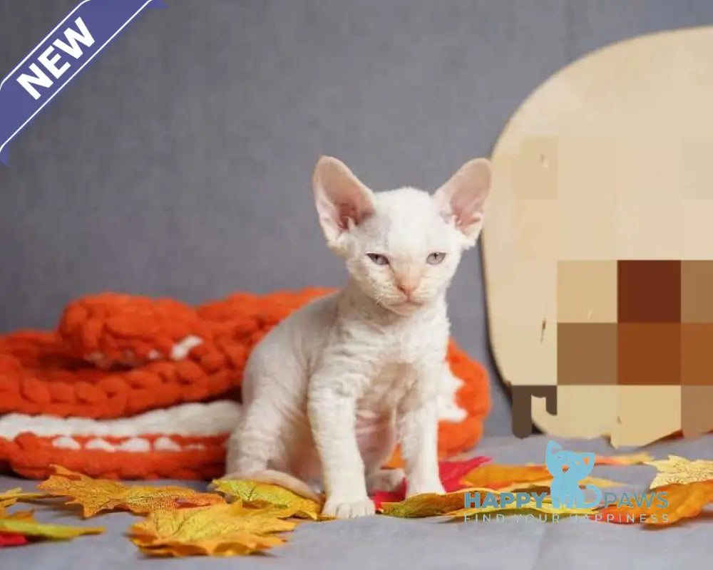 Hugo Devon Rex male red pointed live animals
