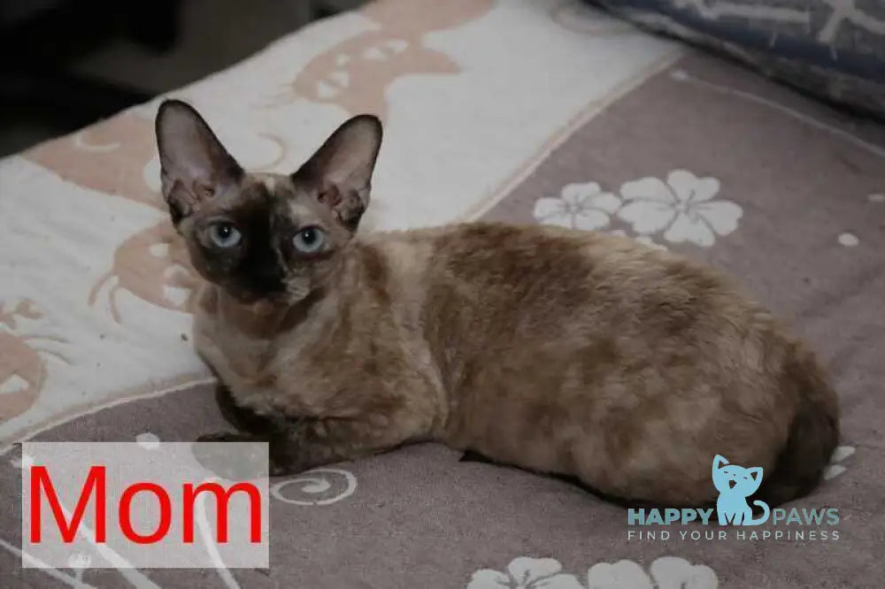 Hugo Devon Rex male red pointed live animals