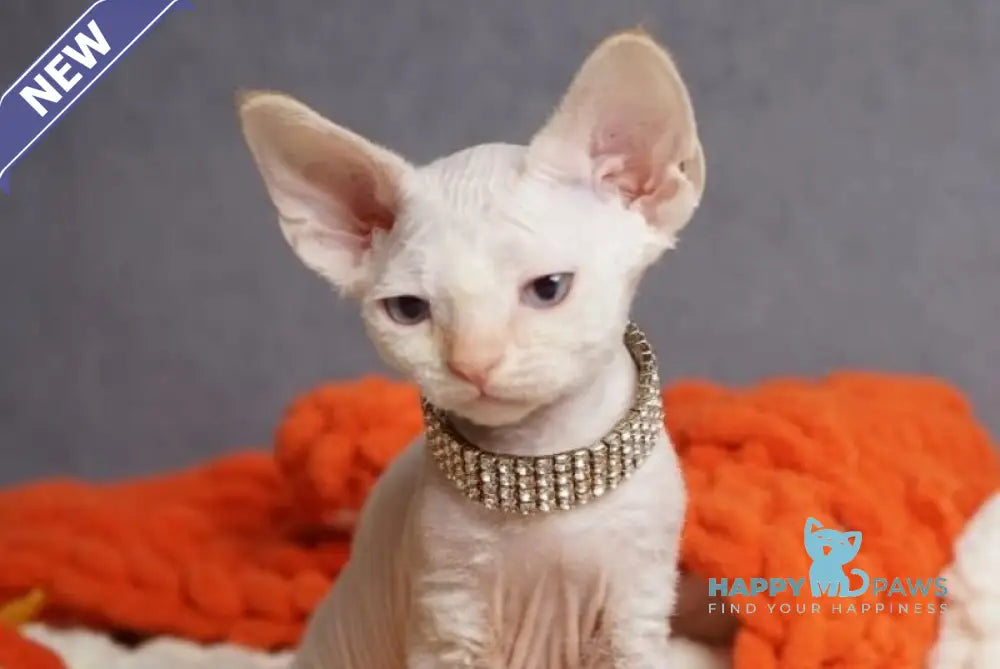 Hugo Devon Rex male red pointed live animals
