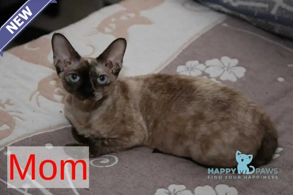 Hugo Devon Rex male red pointed live animals
