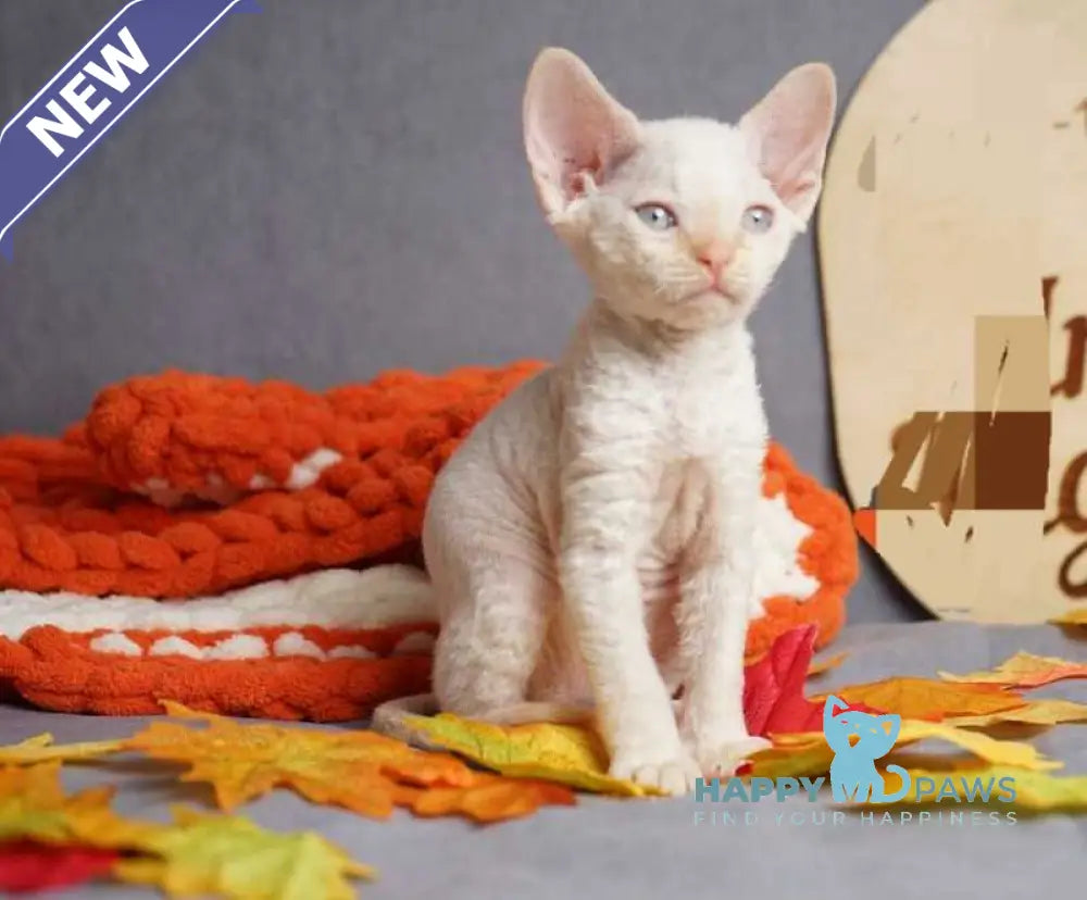 Hugo Devon Rex male red pointed live animals
