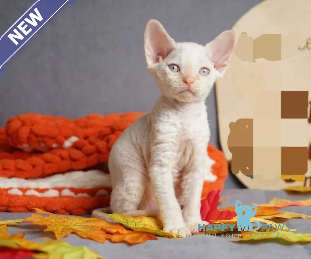 Hugo Devon Rex male red pointed live animals