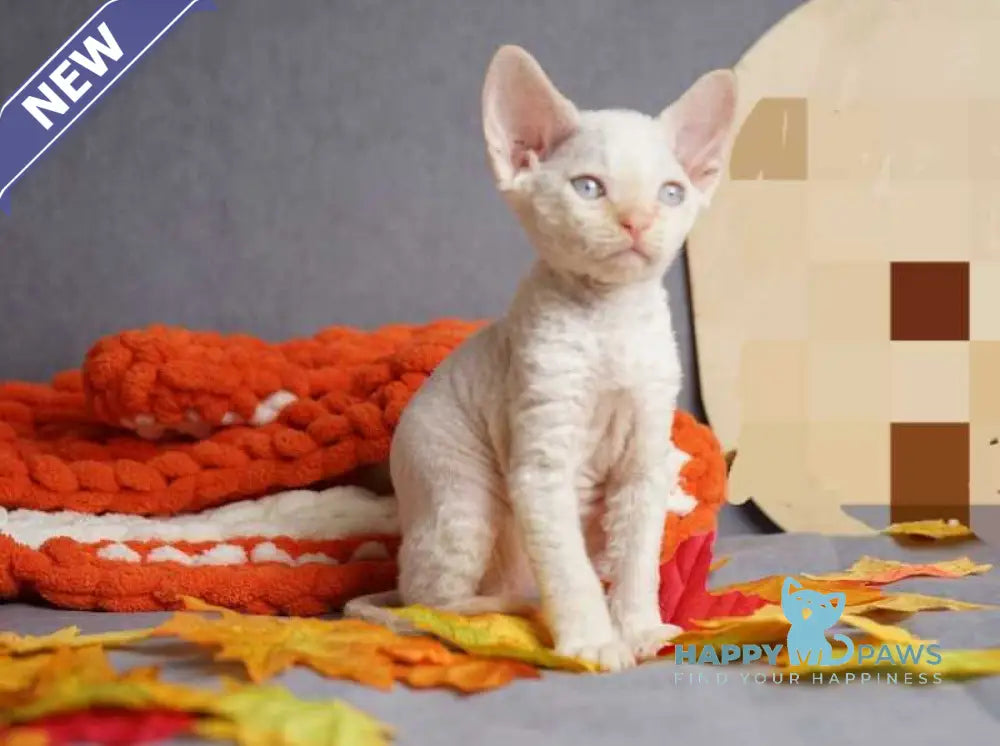 Hugo Devon Rex male red pointed live animals