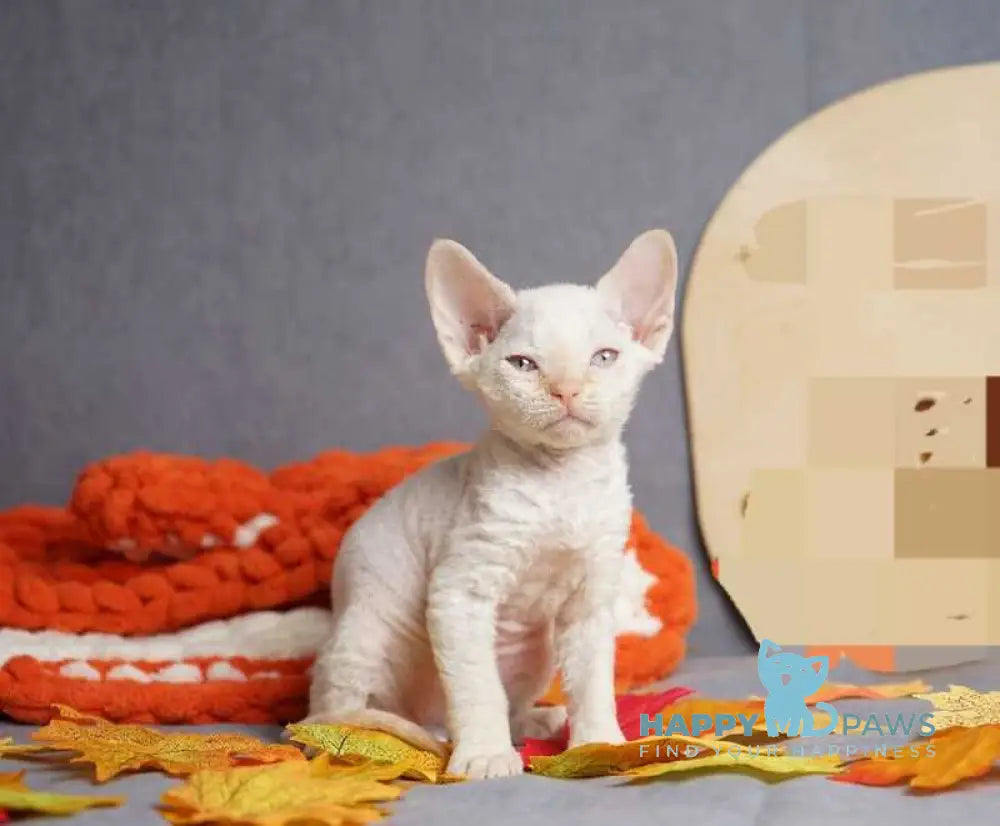 Hugo Devon Rex male red pointed live animals