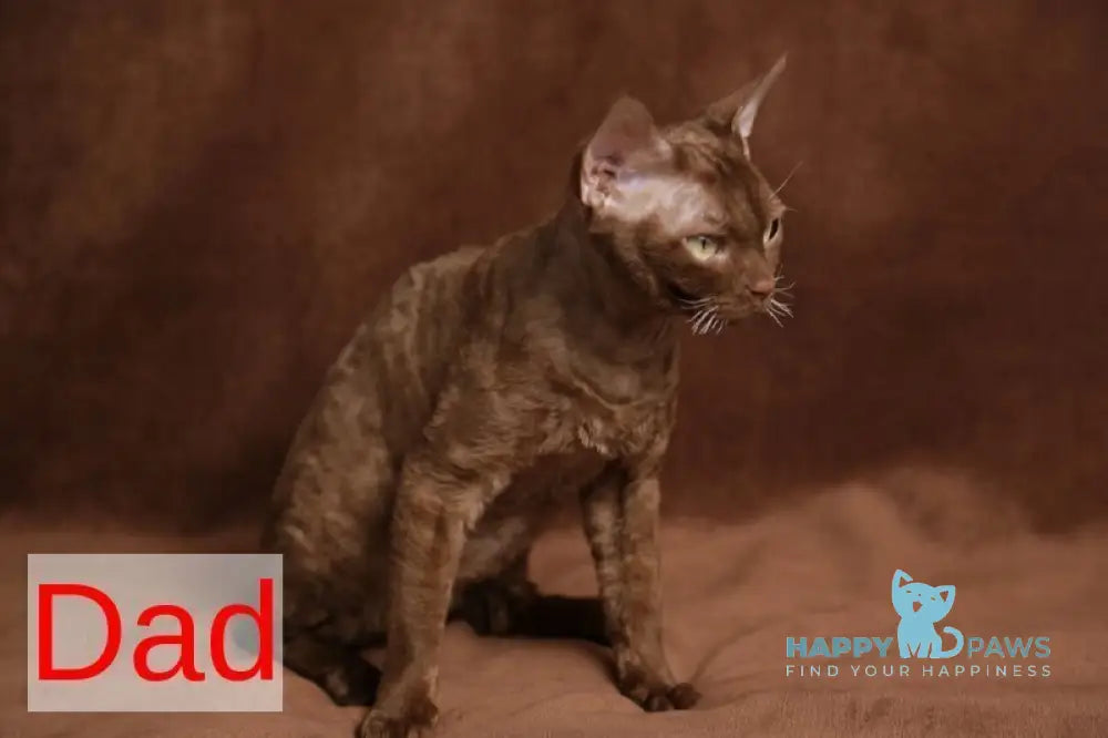 Hugo Devon Rex male red pointed live animals