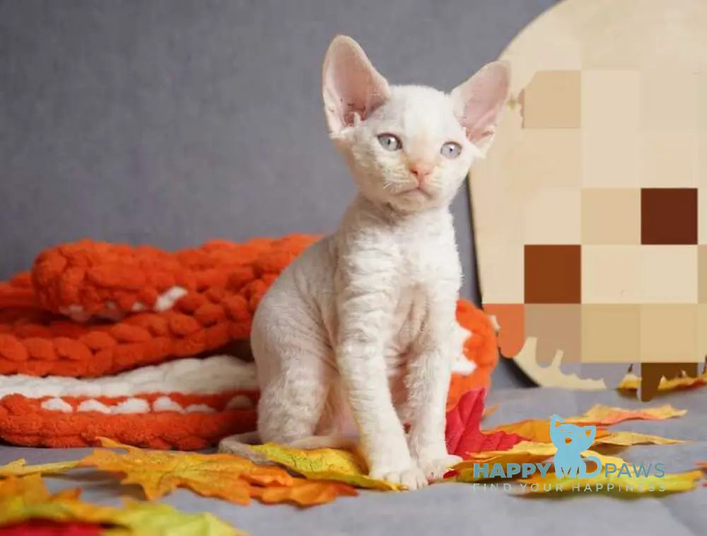 Hugo Devon Rex male red pointed live animals