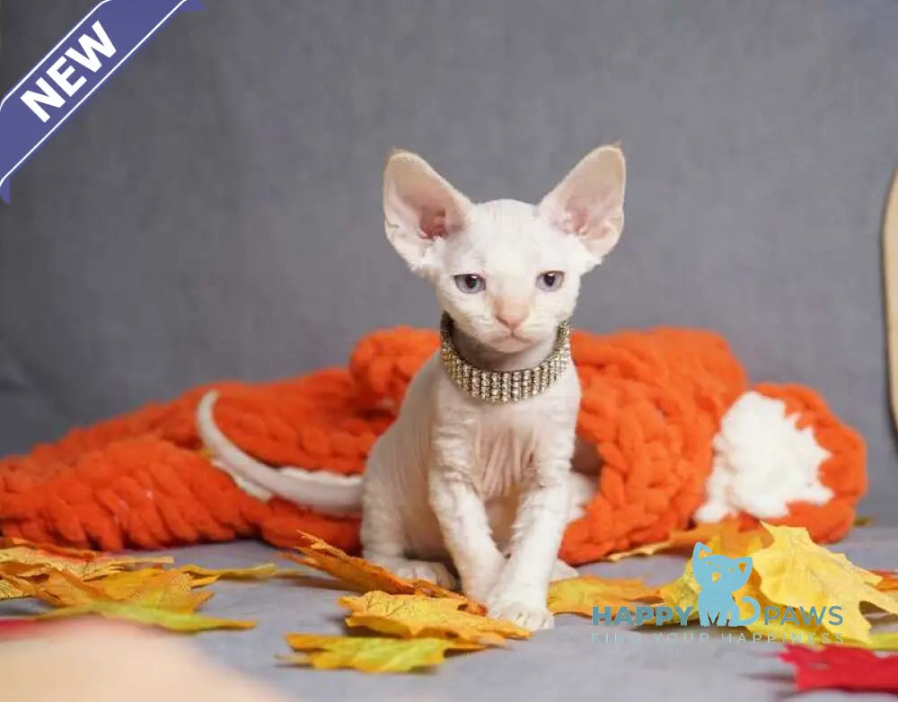 Hugo Devon Rex male red pointed live animals