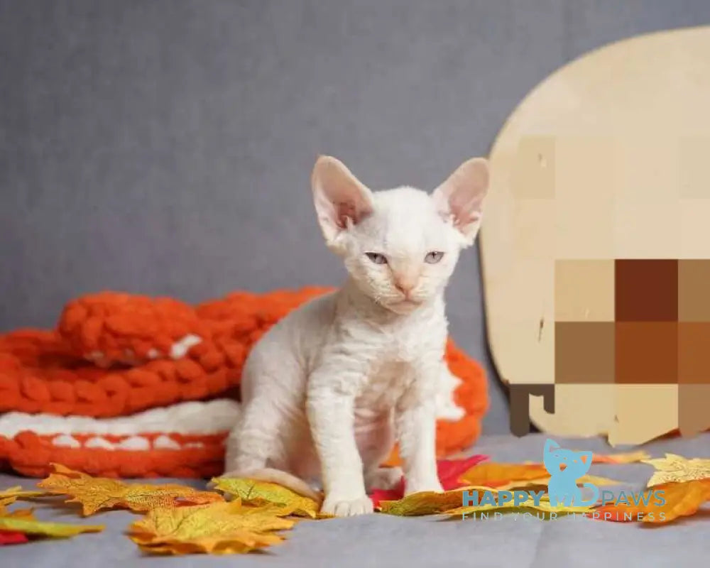 Hugo Devon Rex male red pointed live animals