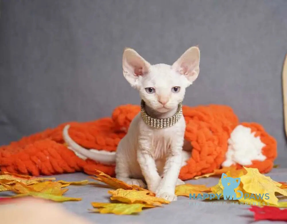 Hugo Devon Rex male red pointed live animals