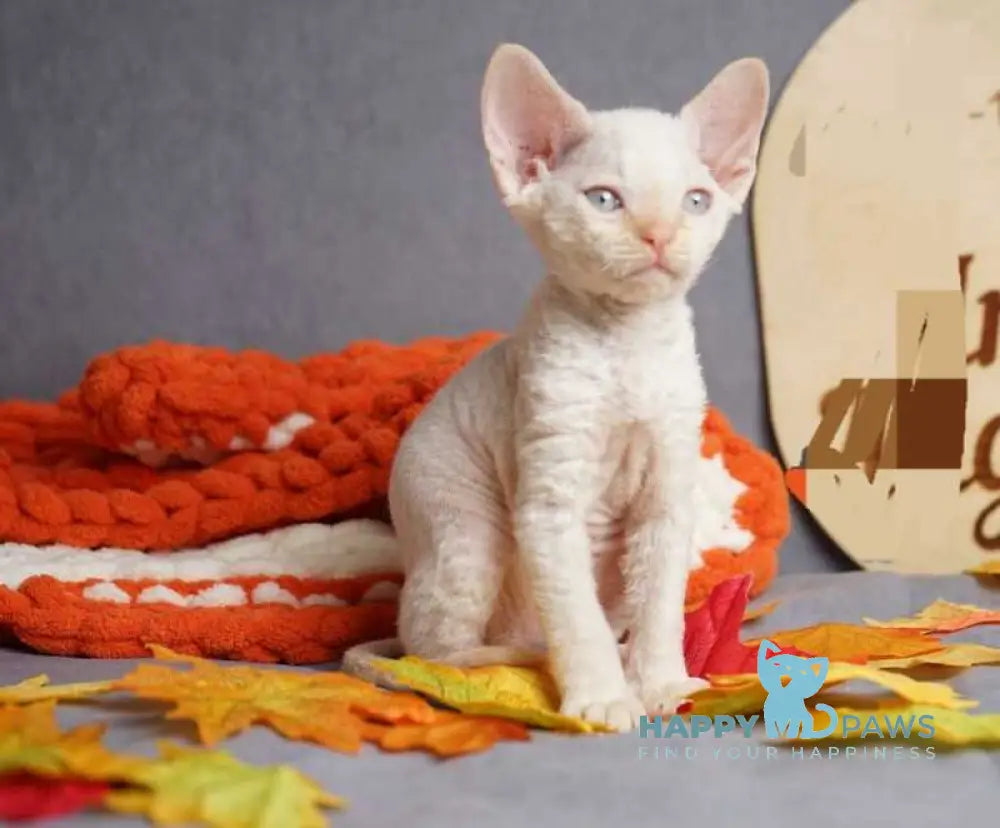 Hugo Devon Rex male red pointed live animals