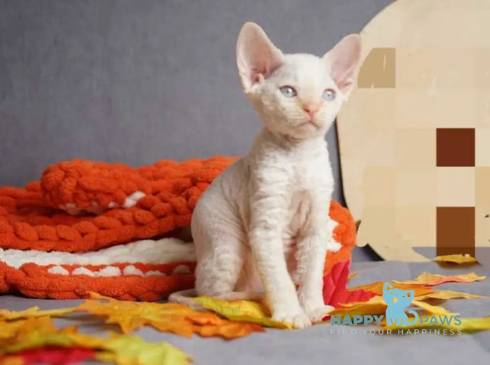 Hugo Devon Rex male red pointed live animals