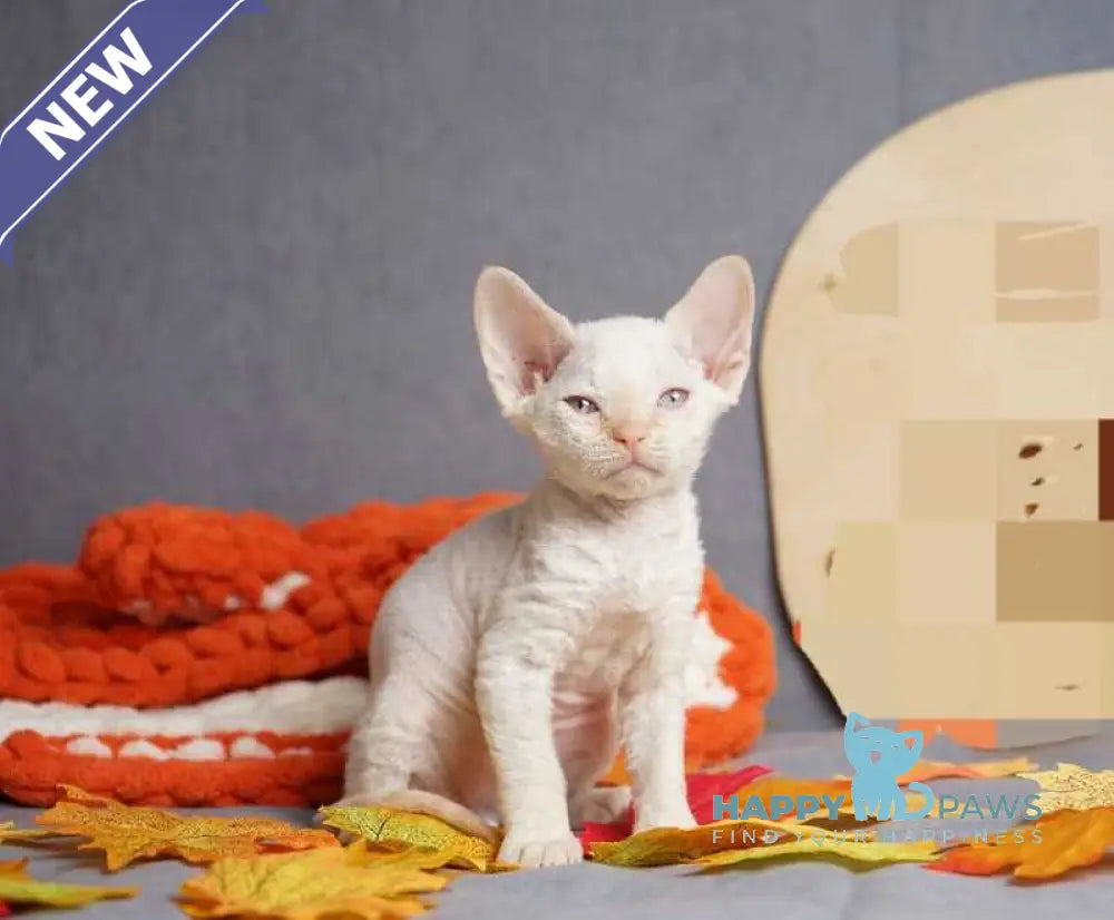 Hugo Devon Rex male red pointed live animals