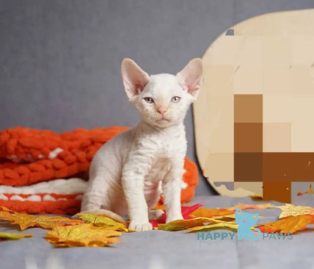 Hugo Devon Rex male red pointed live animals