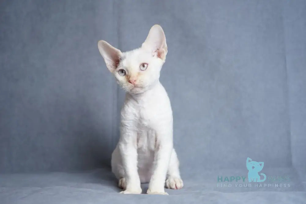Hugo Devon Rex male red pointed live animals