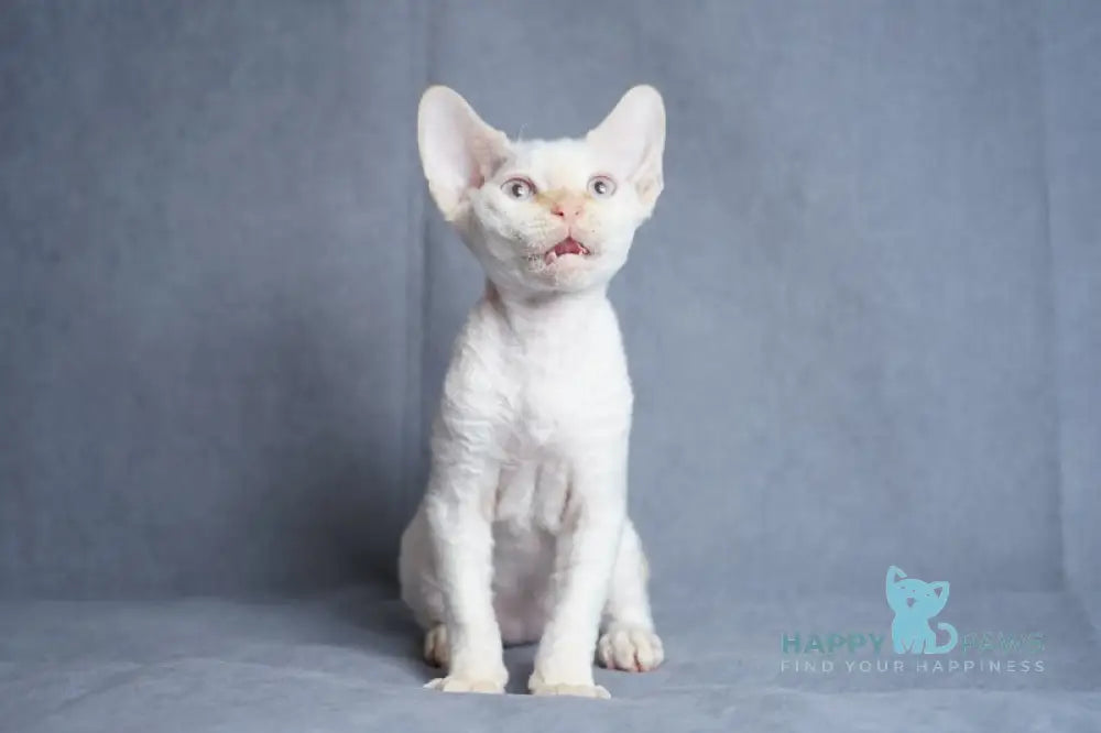 Hugo Devon Rex male red pointed live animals