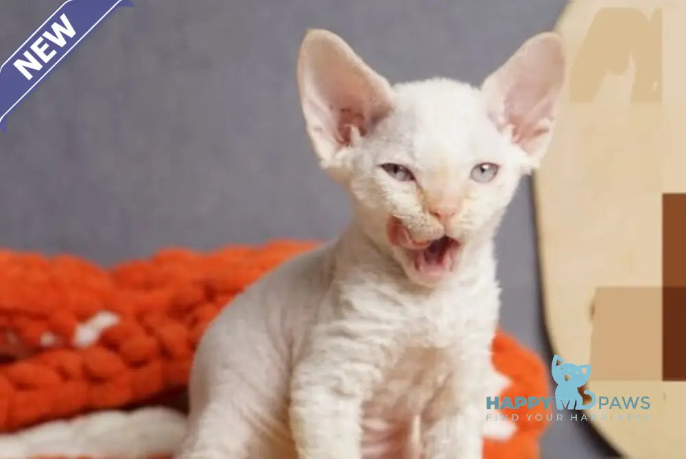 Hugo Devon Rex male red pointed live animals