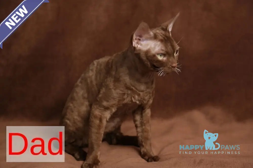 Hugo Devon Rex male red pointed live animals