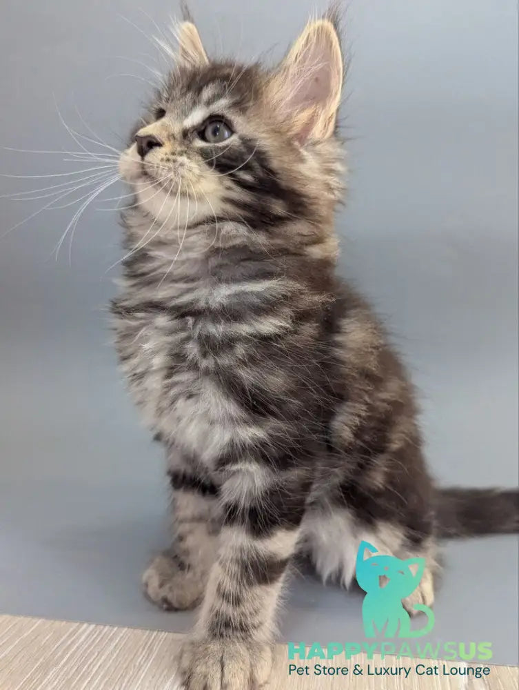Hugo Maine Coon male black silver tabby - live animals