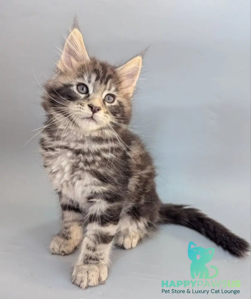 Hugo Maine Coon male black silver tabby - live animals