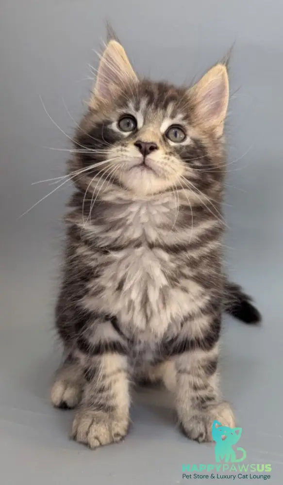 Hugo Maine Coon male black silver tabby - live animals