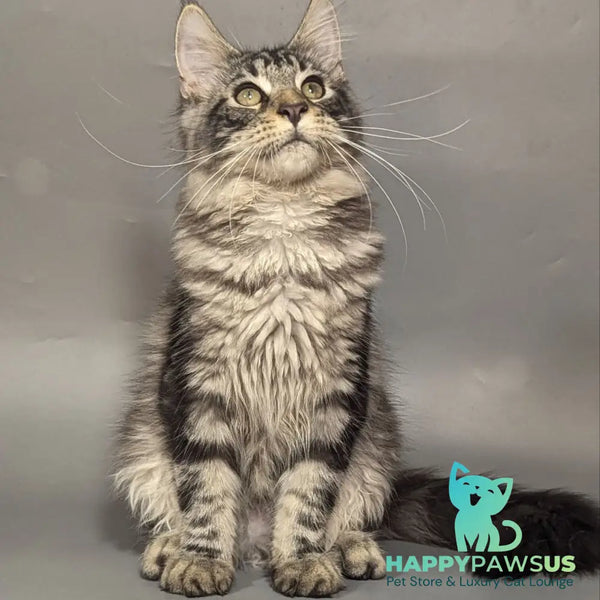 Hugo Maine Coon male black silver tabby - live animals