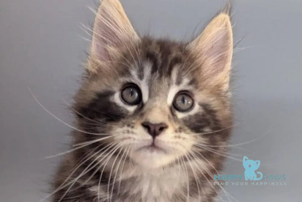 Hugo Maine Coon male black silver tabby - live animals
