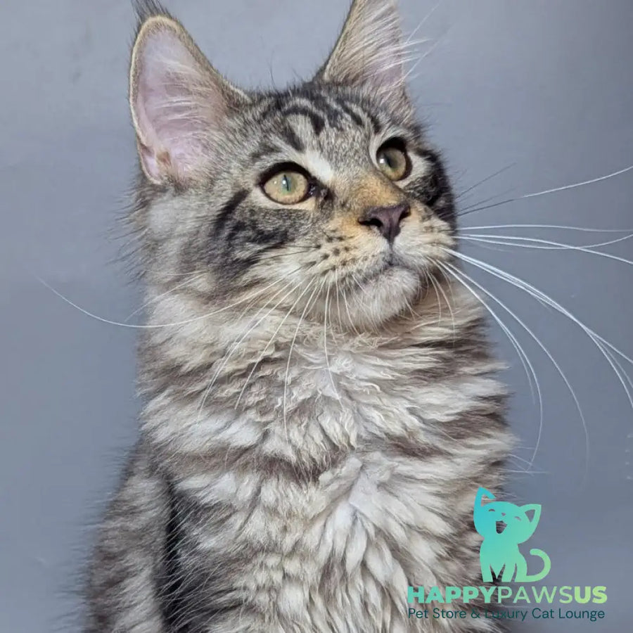 Hugo Maine Coon male black silver tabby - live animals