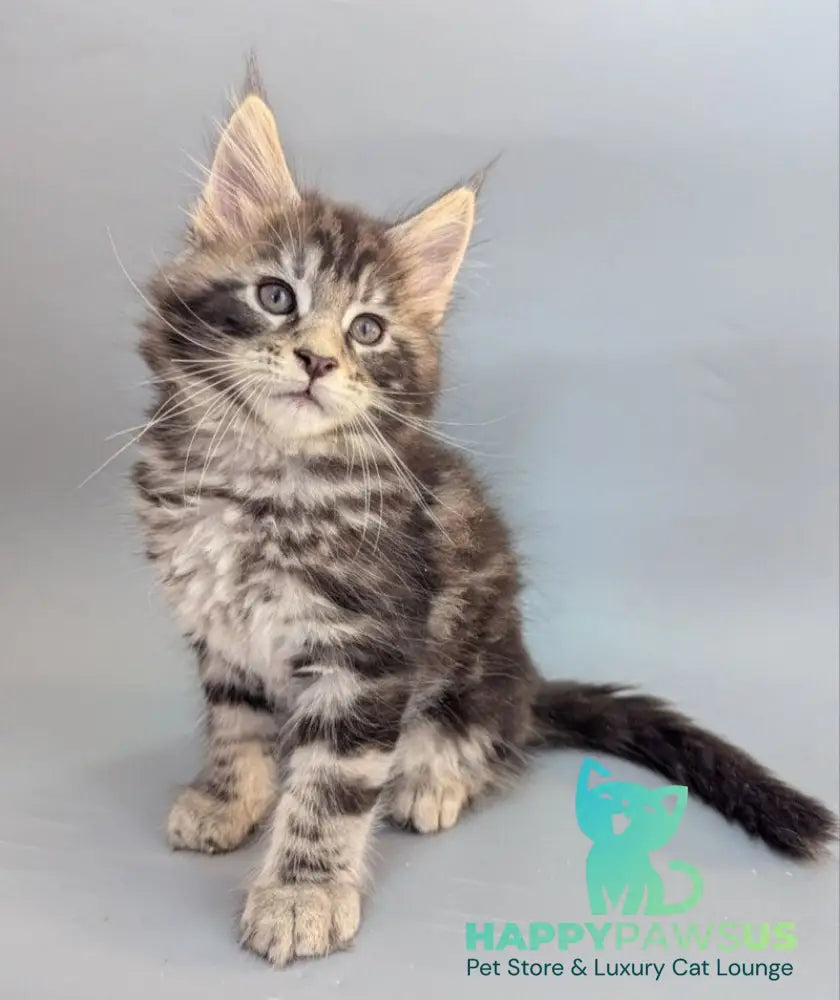 Hugo Maine Coon male black silver tabby - live animals