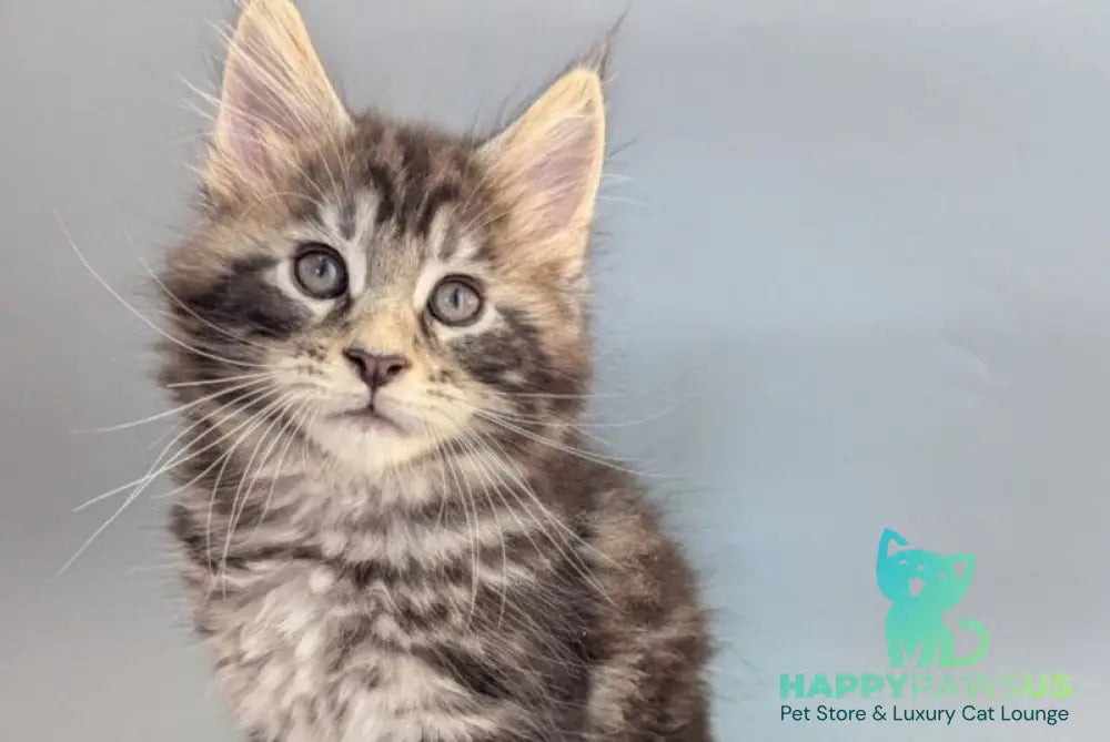 Hugo Maine Coon male black silver tabby - live animals