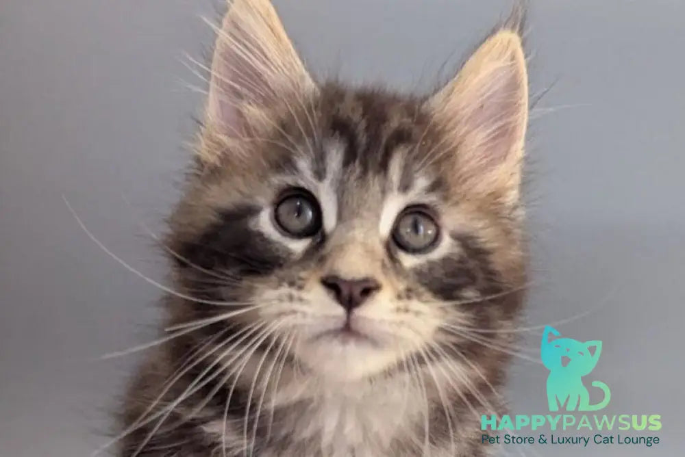 Hugo Maine Coon male black silver tabby - live animals