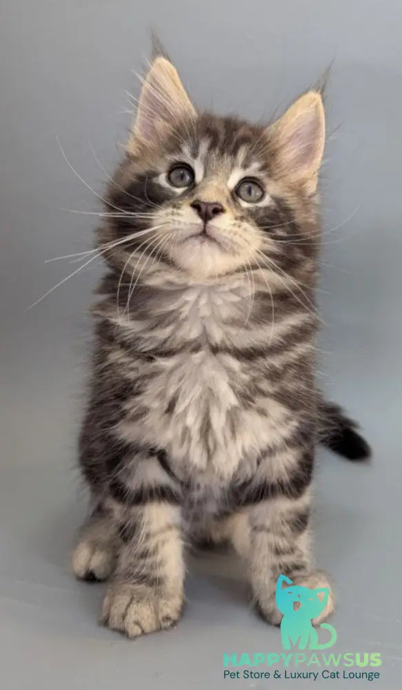Hugo Maine Coon male black silver tabby - live animals