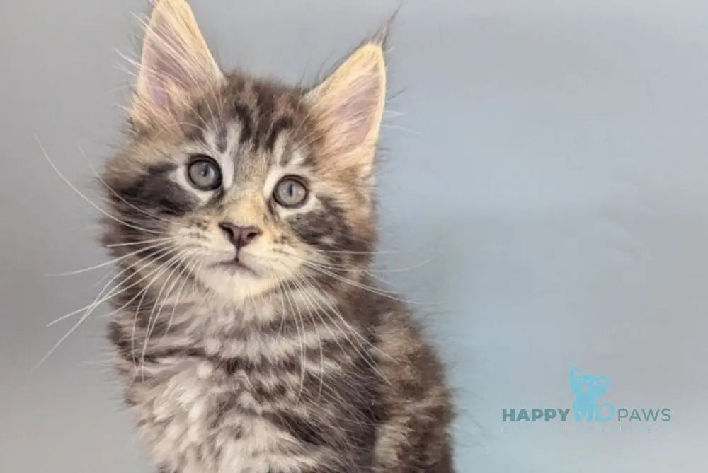 Hugo Maine Coon male black silver tabby - live animals