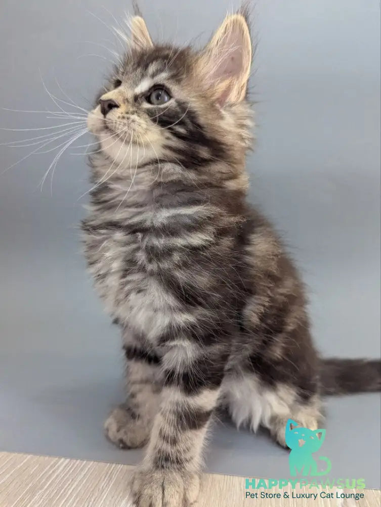 Hugo Maine Coon male black silver tabby - live animals