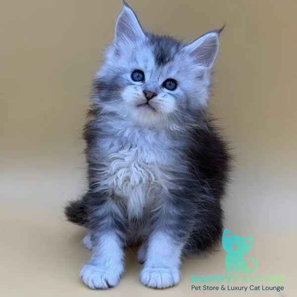 Hugo Maine Coon male black silver ticked tabby - live animals
