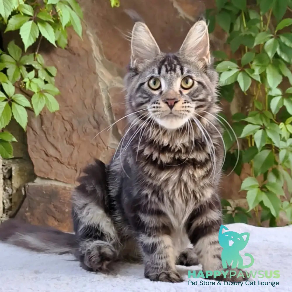 Hugo Maine Coon male black tabby - live animals