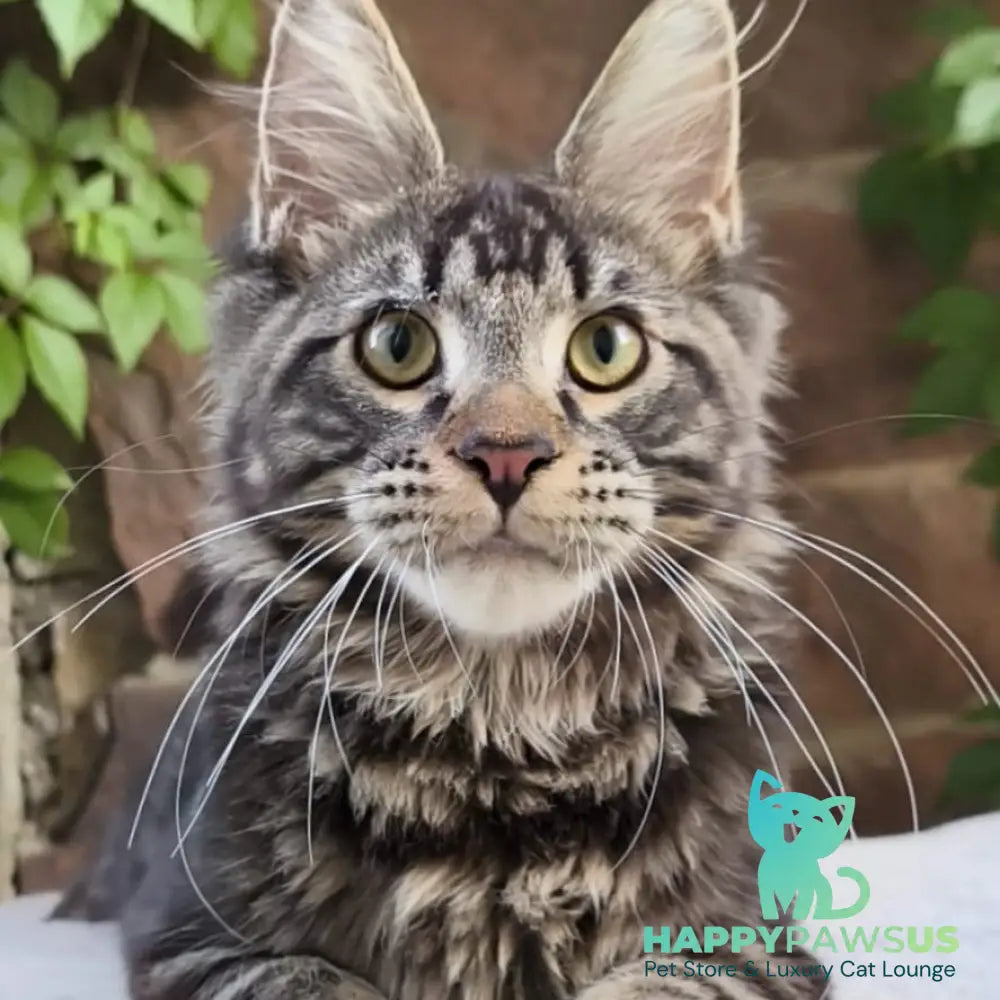 Hugo Maine Coon male black tabby - live animals