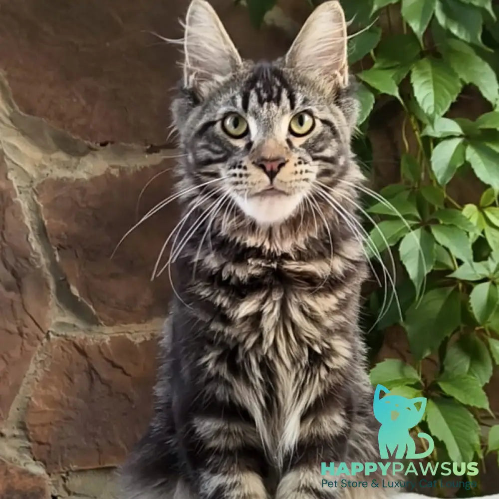 Hugo Maine Coon male black tabby - live animals
