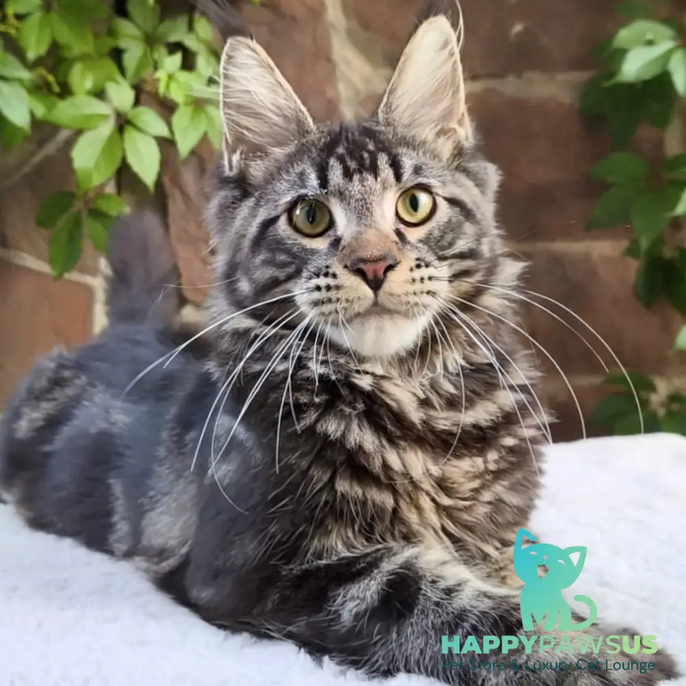 Hugo Maine Coon male black tabby - live animals