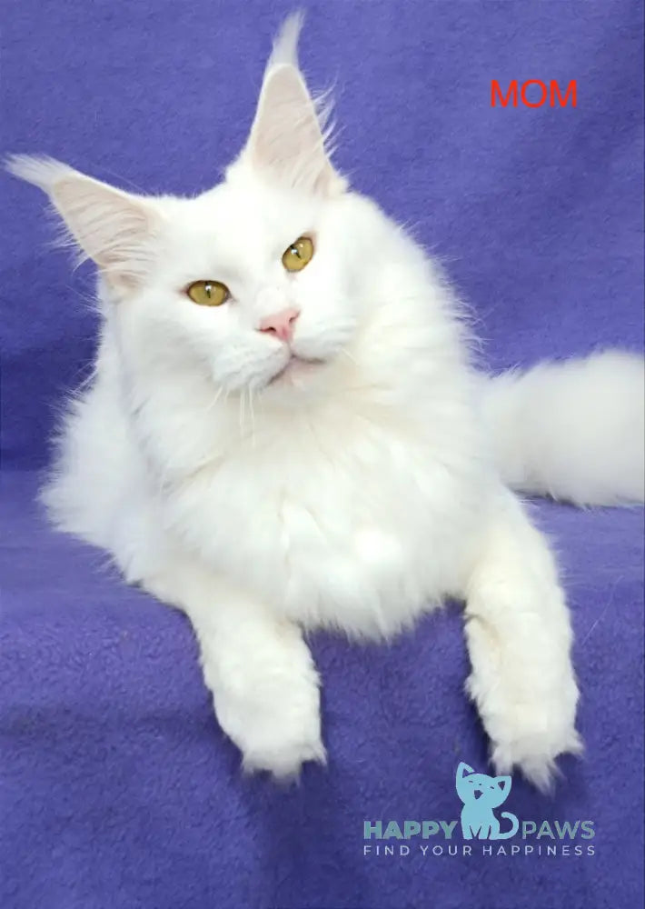 Hugo Maine Coon Male Blue Tabby With White Live Animals