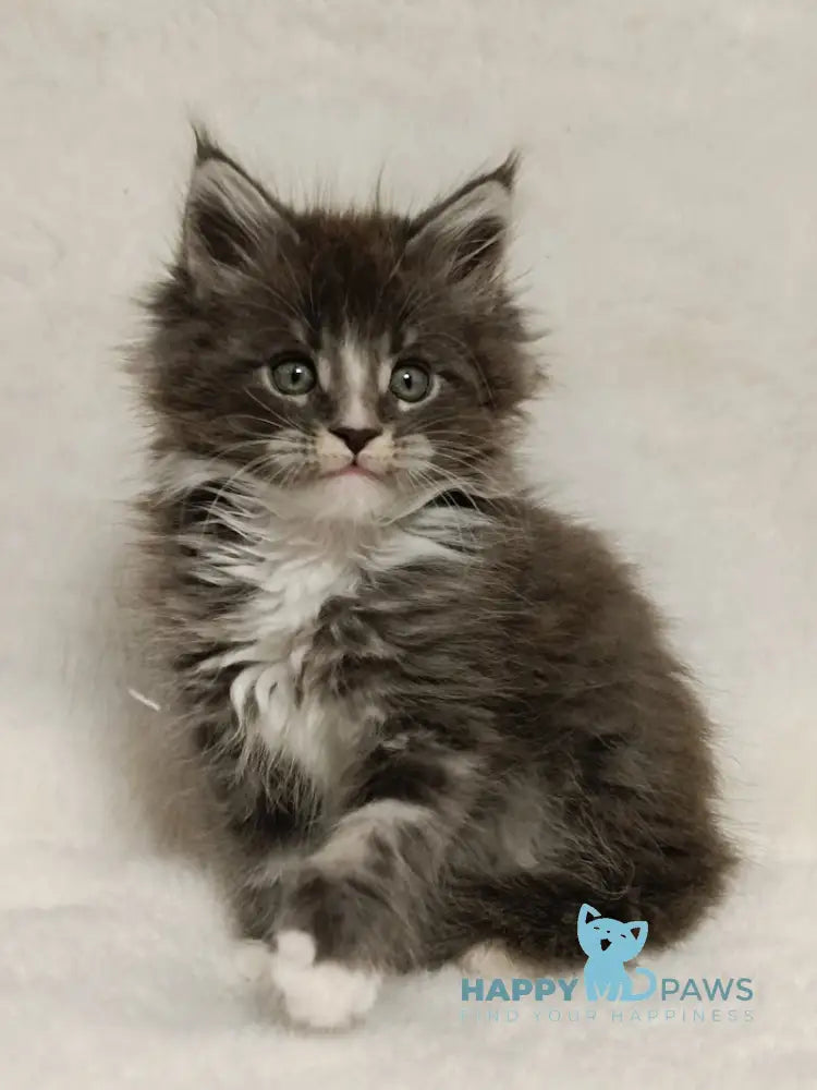 Hugo Maine Coon Male Blue Tabby With White Live Animals