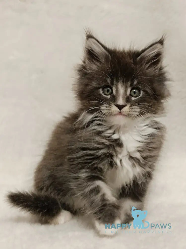 Hugo Maine Coon Male Blue Tabby With White Live Animals