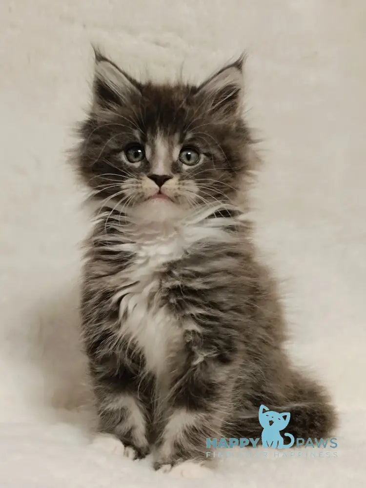 Hugo Maine Coon Male Blue Tabby With White Live Animals
