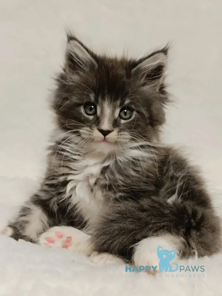 Hugo Maine Coon Male Blue Tabby With White Live Animals
