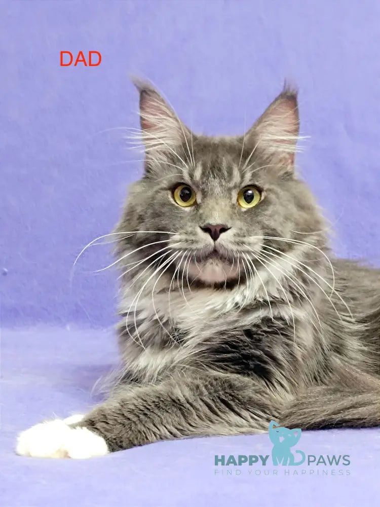 Hugo Maine Coon Male Blue Tabby With White Live Animals