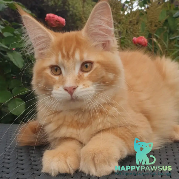 Hugo Maine Coon male red ticked tabby - live animals