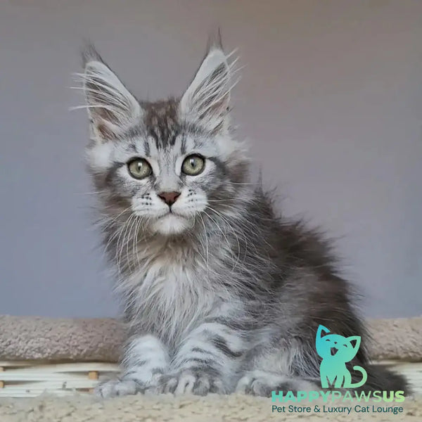 Hugo Maine Coon polydactyl 6x6x6x6 male black silver tabby - live animals
